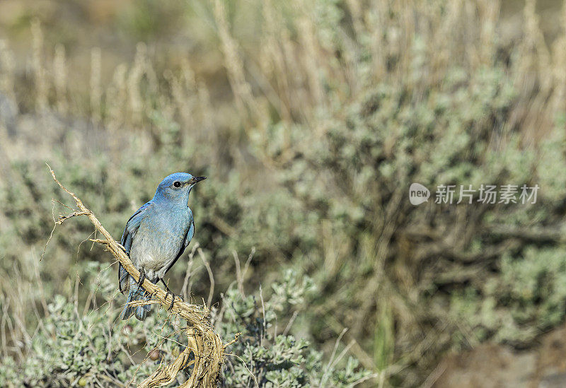 山蓝知更鸟(Sialia currucoides)是一种小型迁徙画眉，发现于北美西部山区。马勒尔国家野生动物保护区，俄勒冈州。雀形目,鸫科。男性。